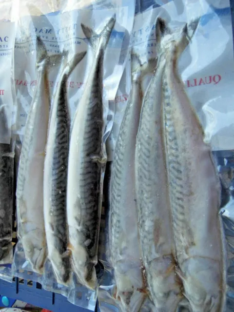 FISHING BAIT SEA & PIKE FROZEN JOEY MACKEREL from CORNWALL (5 packs of 3  fish ) £15.00 - PicClick UK