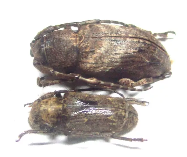 P006 BMO | SL : Cerambycidae: Pterolophia species? 2pcs. 12mm/15mm A-/A1