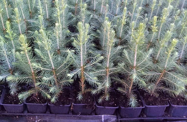 10 x Blaufichte Picea pungens glauca blue Topf 15-18 cm