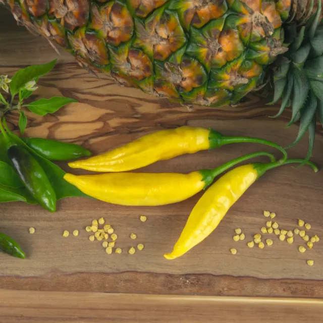 Chili Samen - Aji Pineapple (Ananas) - 10 Chilisamen - Peperoni mit Ananasaroma!