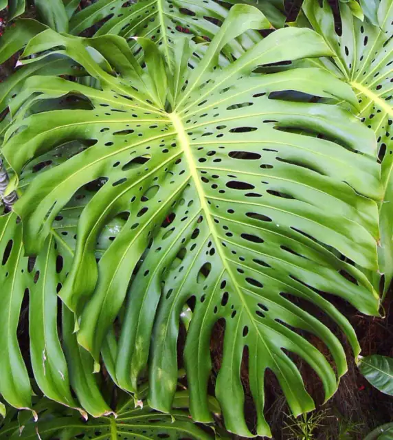 Monstera deliciosa 40-50cm