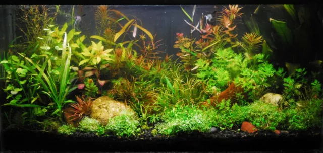 Lot pour aquarium de 100 plantes en 14 variétés +20 gratuites 3