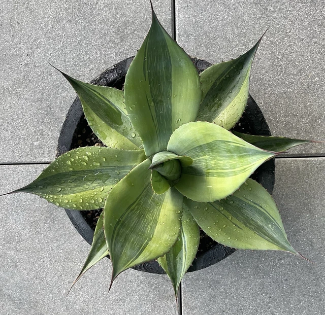 AGAVE OVATIFOLIA 