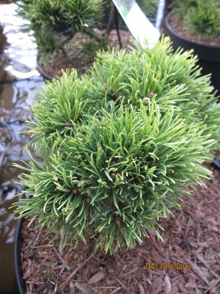 10 Graines de Pin nain de Sibérie, Pinus pumila