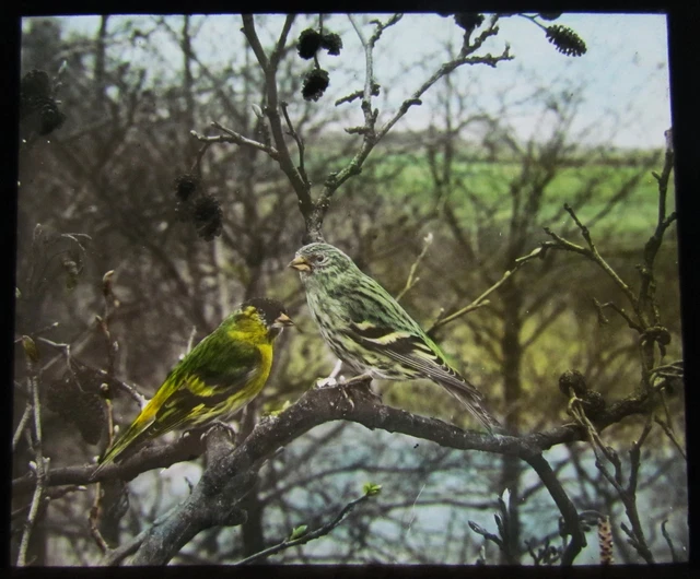 Glass Magic Lantern Slide BIRDS OF EUROPE NO30 C1910 ORNITHOLOGY PHOTO
