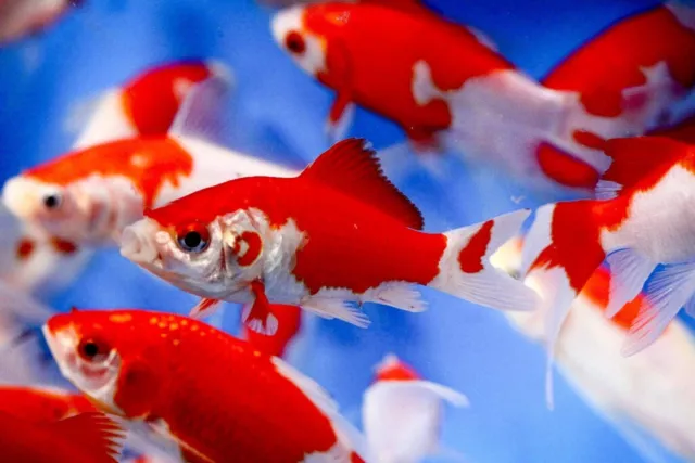 1" - 3" PACK of 3 Comet Goldfish SARASA Live Fish for Pond *FREE SHIPPING*