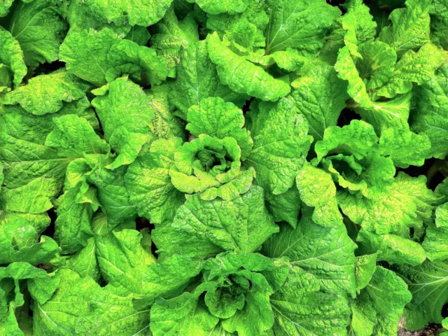 500 LETTUCE LEAF BASIL Ocimum Basilicum Huge Leaves Herb Seeds *Flat Shipping