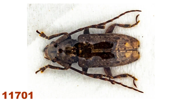 Cerambycidae: Lamiinae sp.   A-, 9 mm, 1 pc