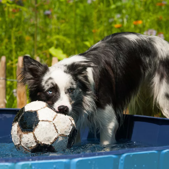 Piscine chien baignoire Accessoire extérieur 120x30 cm pliable Bassin 3