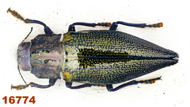 Cerambycidae: Lamiinae sp.   A1, 15 mm , 1 pc