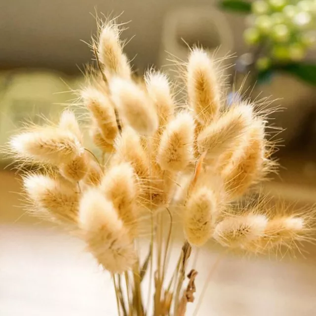 Natural Dried Flowers Rabbit Tail Grass Eucalyptus Bunch Colorful Flower Bouquet