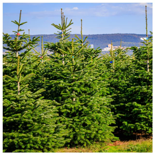20 Nordmann Fir Christmas Trees 15-20cm.Britains Best No Needle Drop Nordman