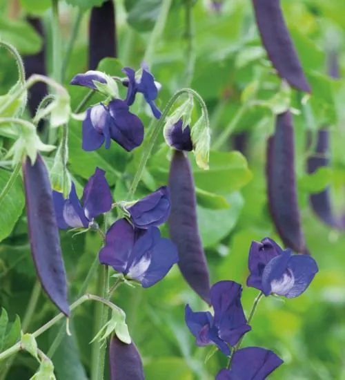 Pea Purple Blauwschokker - 200 Seeds