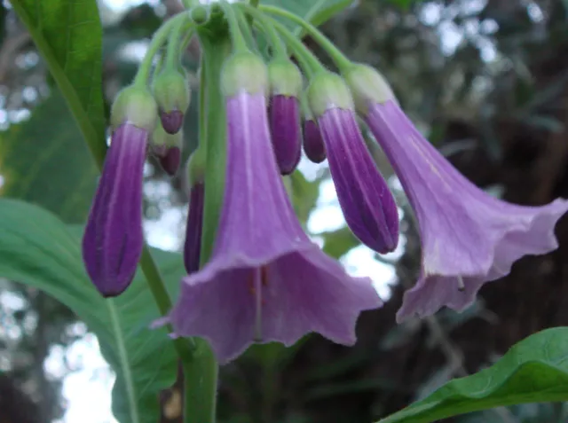 Acnistus Australis blau * Mini Trompeten-Blüten*8 Samen