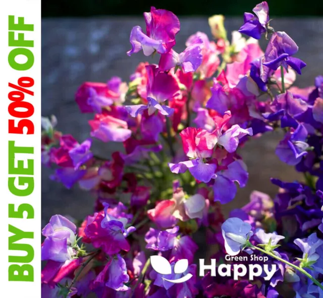 Sweet Pea - ENCHANTE - 10 seeds - Latyrus odoratus - Tricolor Climbing Flower