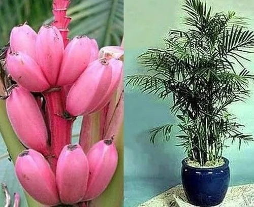 SAMEN jetzt noch Sparen beim Samenkauf Rosa Banane und tolle Bergpalme für drin