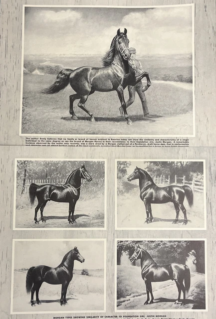 2 Prints Morgan Horse George Ford Morris From Portraiture Of Horses See Photos