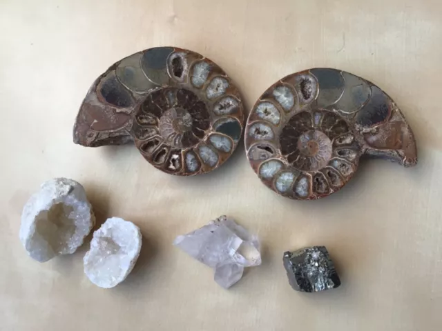 Kleine Mineraliensammlung mit Ammonitenpaar poliert,Bergkristall, Pyrit, Druse