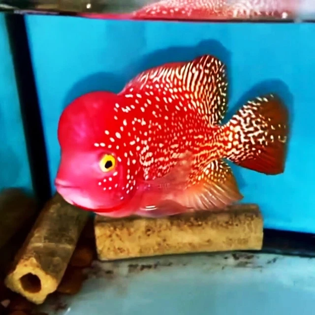 Full Red Kamfa F1 Classic Kamfa Flowerhorn Deep Red Color Full Body White Eyes