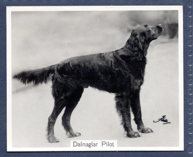GORDON SETTER - Original CHAMPION DOGS 1930's Photographic Cigarette Card