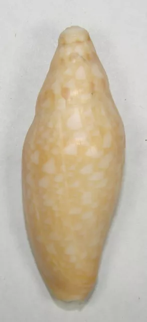 VOLUTA GARDNERI 58.95mm CHOICE RARE SPECIMEN off Swains Reef, Qld., Australia