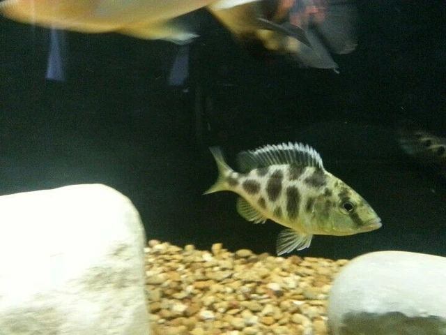 Giraffe Hap (Venustus) Cichlid - (Nimbochromis venustus) - Live Freshwater Fish