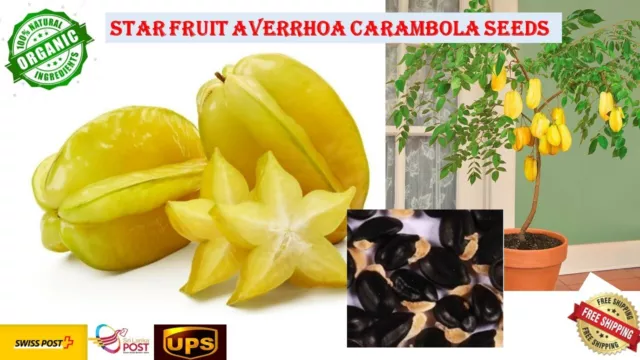 Star Fruit Averrhoa Carambola Seeds Heirloom Exotic Tropical Ceylon Free Shipp..