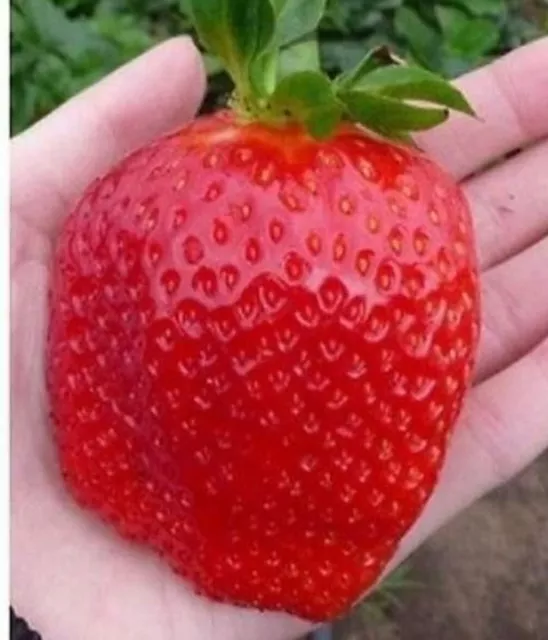 100 Giant Strawberry Seeds - Sweet And Delicious - Large Garden Fruit Plant