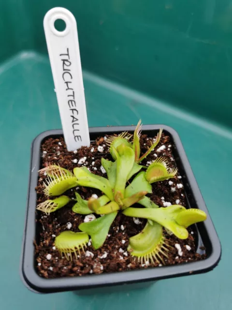 Venus Flytrap - 'Trichtefalle' - Dionaea muscipula | Carnivorous Plant