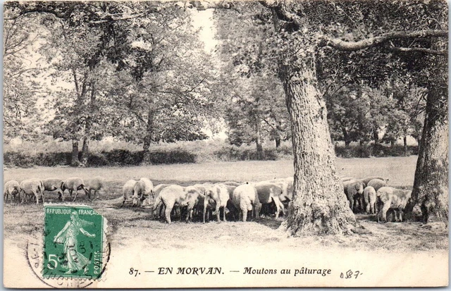 58 En morvan  - Moutons au paturage