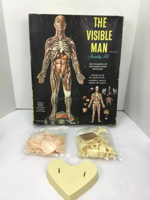 The Visible Man Incredible! Model Kit  Renwal 800-498 Black Box Parts Only READ!