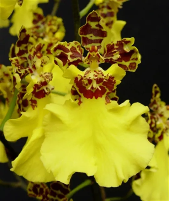 Oncidium JiuhBao Gold 45$ 4 in #1 flowering size very large flower hard to find