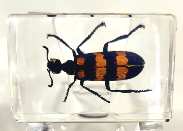 44mm Véritable Hycleus Boursouflure Beetle En Lucite Résine Science Education