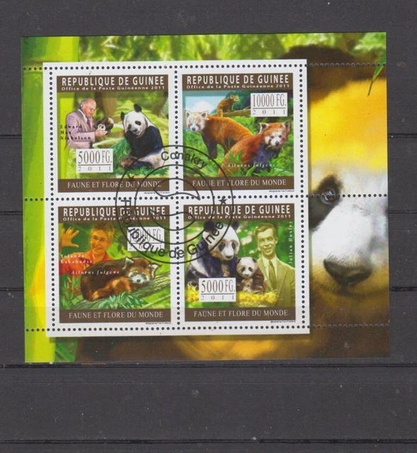Panda Bären Guinea 8319-22