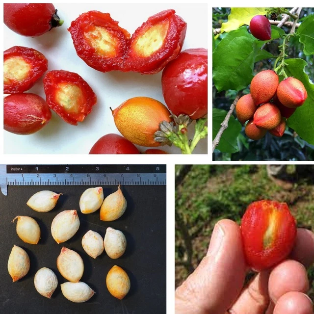 Peanut Butter Fruit Seeds Organic Fresh Plum Tropical BUNCHOSIA ARGENTEA