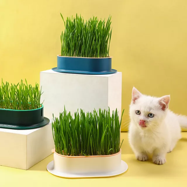 Cat Grass Box Soilless Nursery Plant Planting Box Plastic for Garden Home Office 2