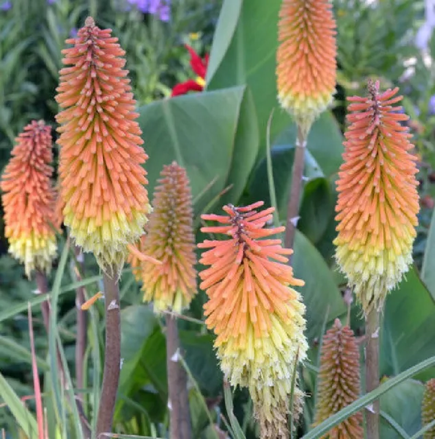 Kniphofia Eleanor Margaret x 1 Plant  --- Red Hot Poker