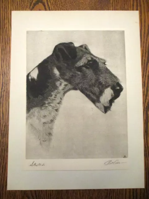 BEAUTIFUL 1931 Bert Cobb dry point etching print-WIRE FOX TERRIER DOG-SKETCH