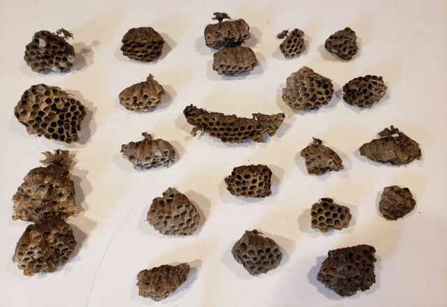 Lot of 21 Paper Wasp Nests 2 Multi Tiered & Wasps