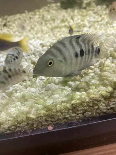 Texas/Black Convict Cichlid Hybrid Regular 2-3” Nice