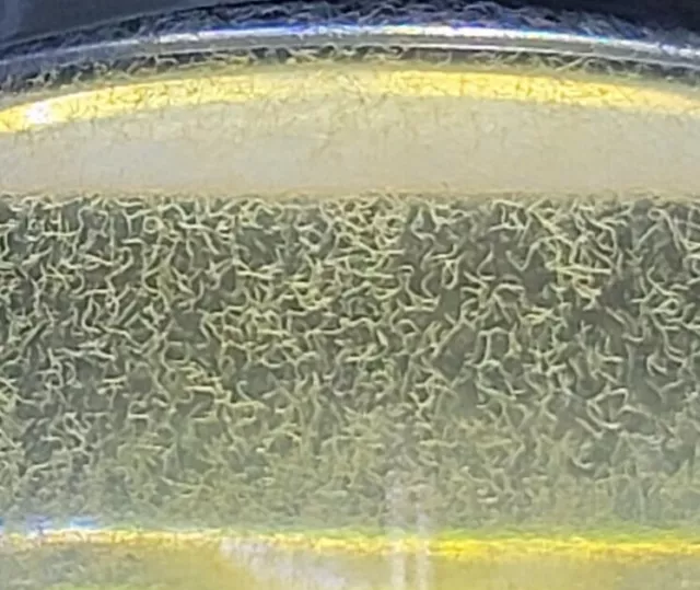 VINEGAR EEL & MICROWORM STARTER CULTURES - Live Food for Fry and small fish