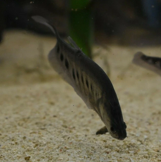 Live Clown Knife Fish (4" Freshwater Aquarium Fish) *PLS READ DESCR* 3