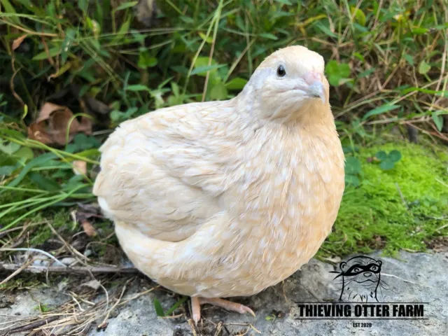 20 Assorted Coturnix Quail Hatching Eggs. Rare and Project Colors Included. NPIP