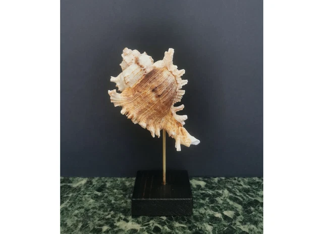 Coquillage Lambis Sur Socle Bois – Déco Coquillage Naturel – 17cm – Méditerranéen