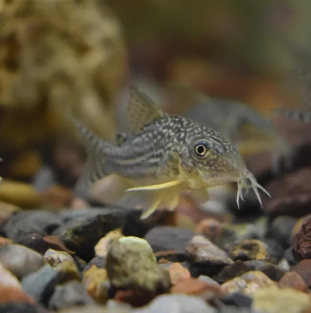 Live 1-1.5" Sterbai Corydora Catfish (Pack of 3 Aquarium Fish) PLS READ DESCR