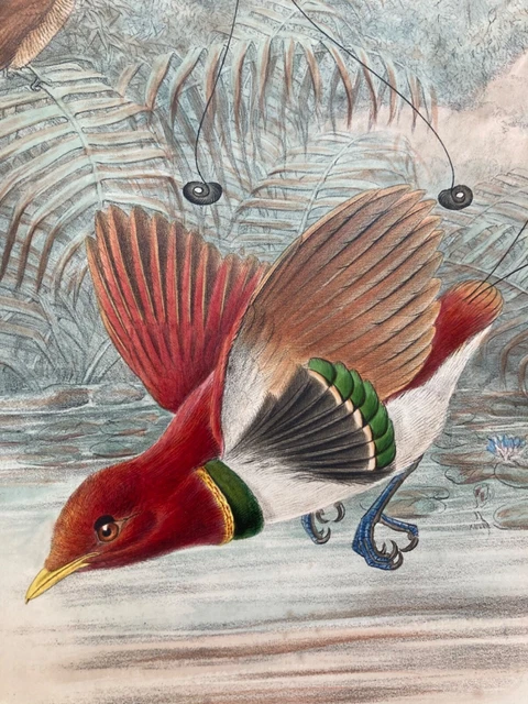 Lithographie Ancienne De John Gould Representant L'Oiseau Perruche