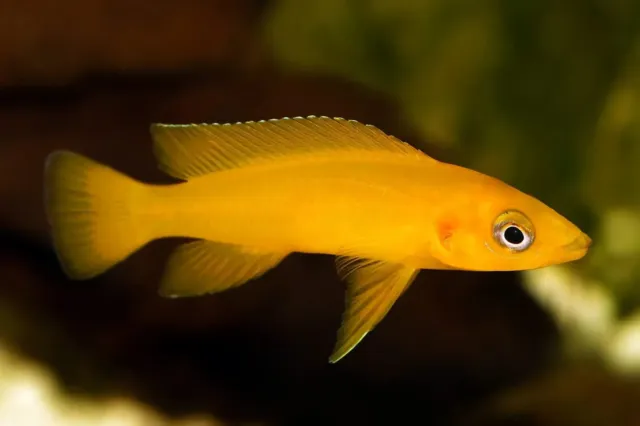 Pack of 2 Live Juvenile Neolamprologus Leleupi Lemon Cichlid Freshwater Fish A+