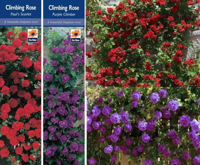 2 Climbing Rose Bushes Purple & Scarlet Fragrant Bare Rooted Garden Plant Shrubs