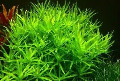3 Stems Stargrass! live aquarium plants beautiful!!! FREE S/H Rare!!