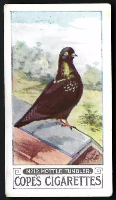 Cope - Pigeons - #12 Mottle Tumbler